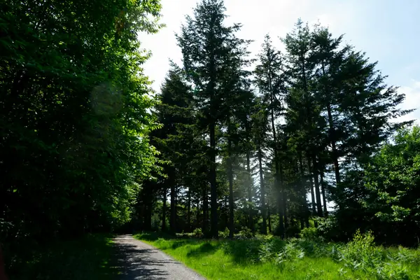 Path past tall conifers and grassy verges in a country park
