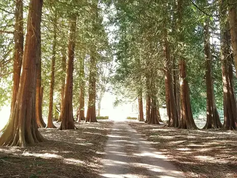 Track lined with tall trees in low sunlight