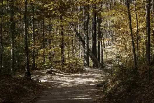 Earth footpath winding through dappled woodland