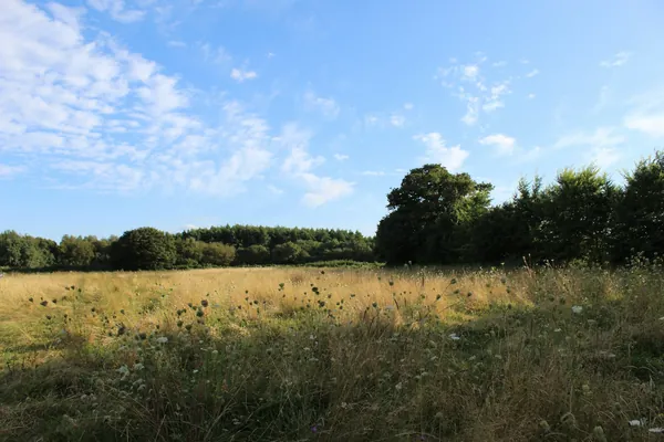 Open grassland running down to a line of trees
