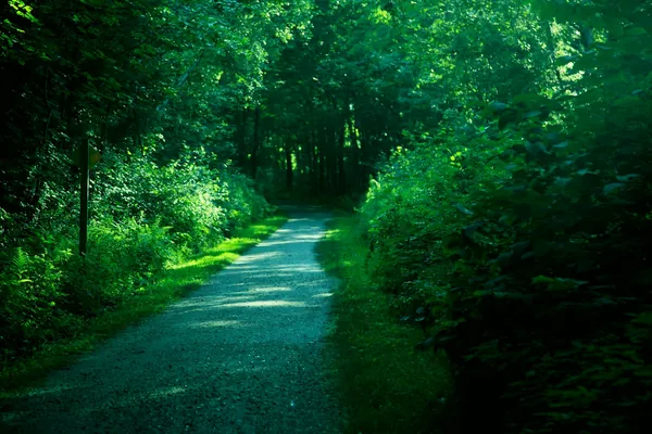 Path running through dense green woodland