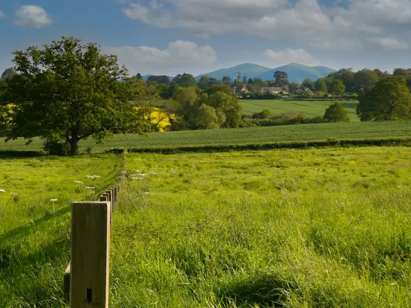 Green field with a lone oak and hills in the distance