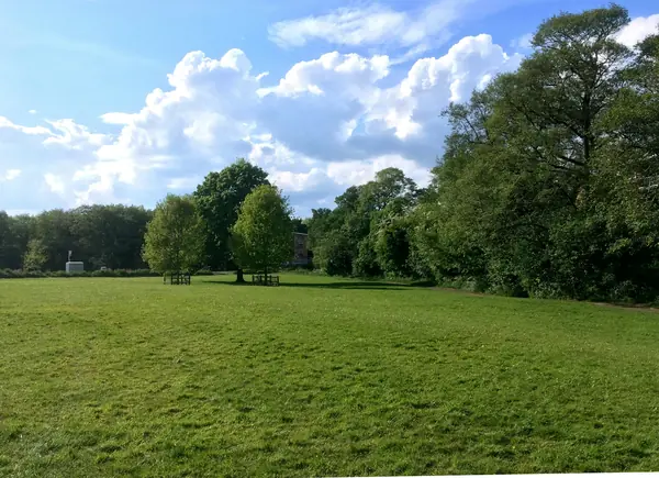 Open grass and trees under a blue sky in a park
