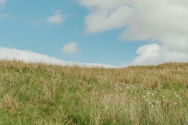 Long grass on open ground under a big sky