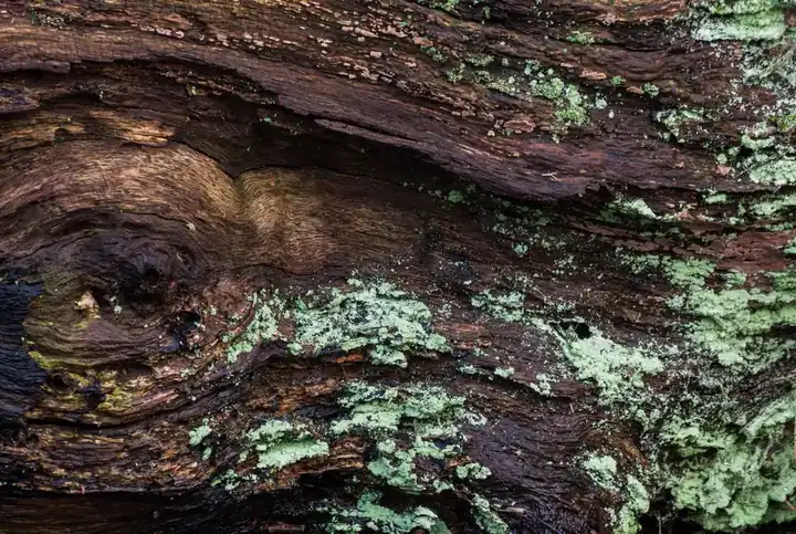 Close-up of decaying timber with moss and lichen, the kind of rot found under an old garage roof covering