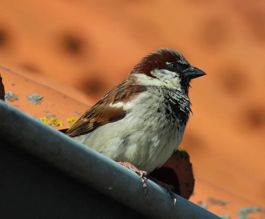 House sparrow perched on the edge of a gutter below orange clay roof tiles