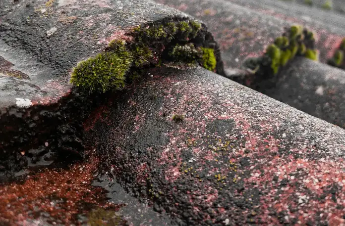 Clumps of moss sitting on old clay roof tiles