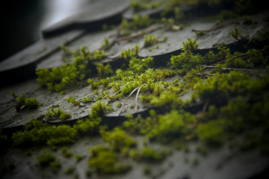 Moss growing in the joints between roof slates