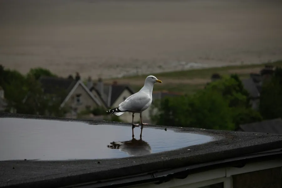 Rainwater ponding on a flat roof with a gull standing in the puddle