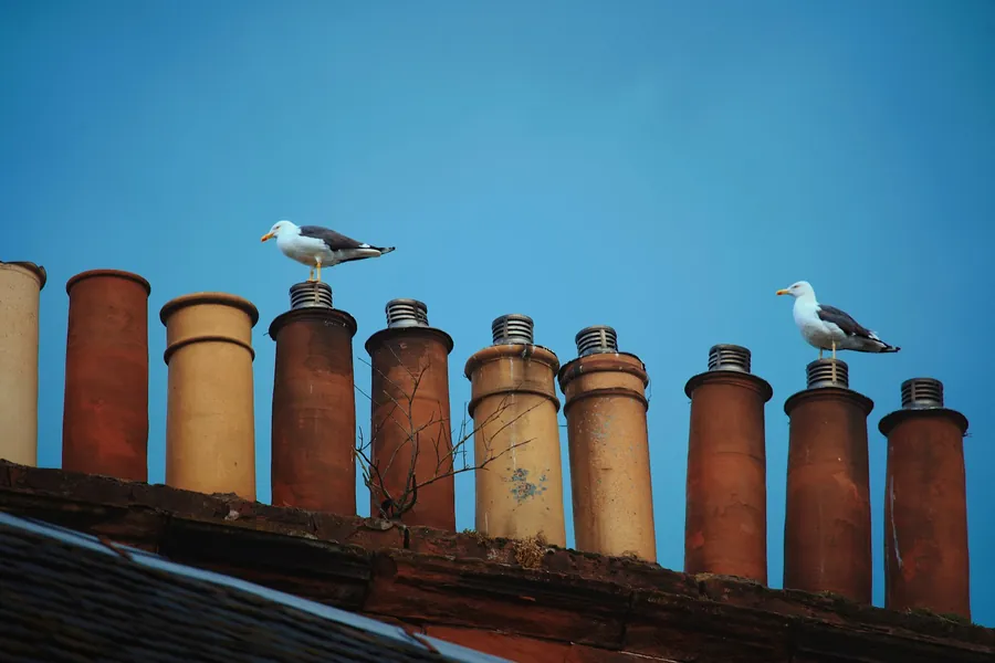 Row of clay chimney pots fitted with vented caps, with two gulls standing on top